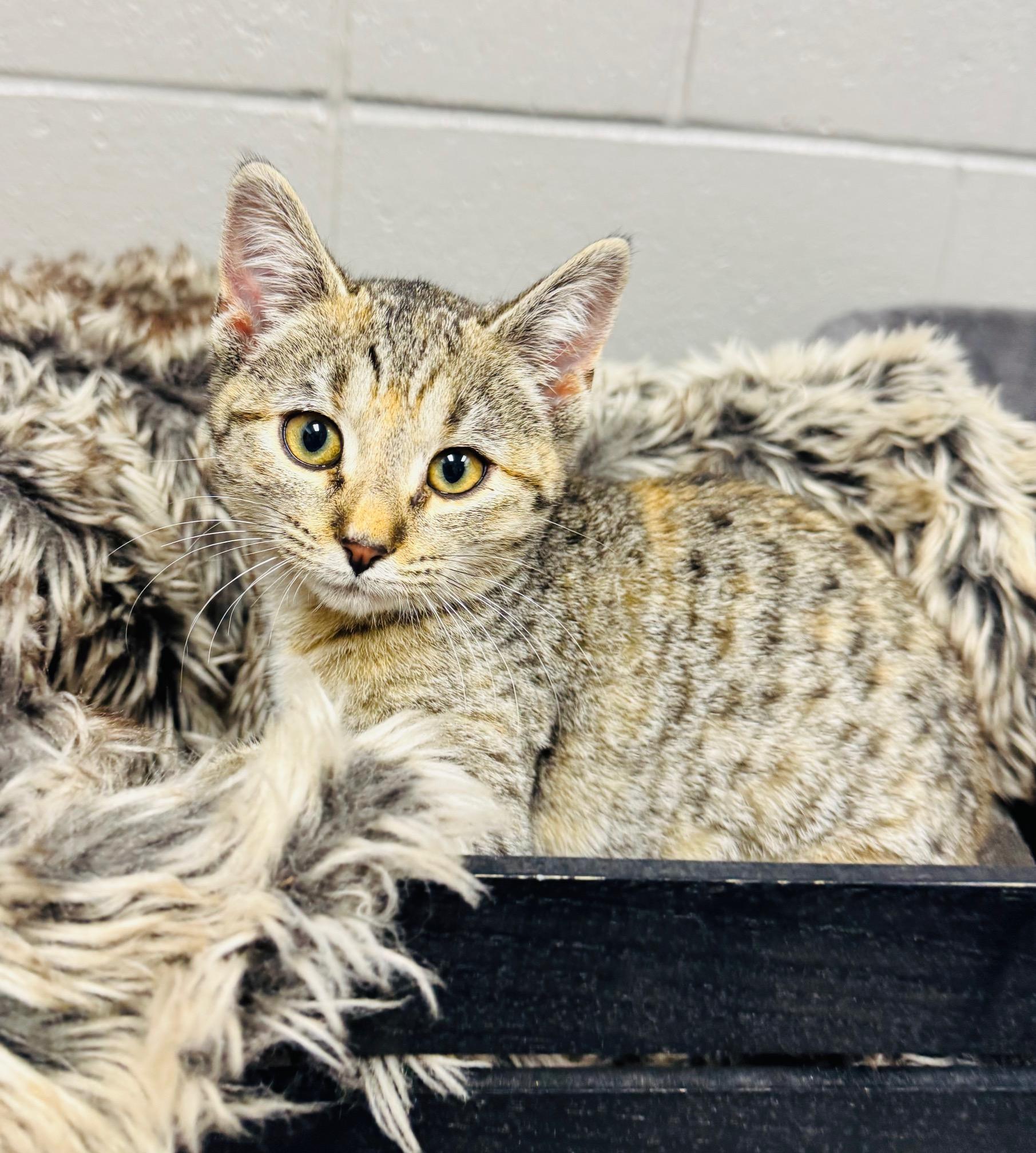 cuddly Cranberry, a ADOPTABLE Tabby in West Hartford , CT image 4/4