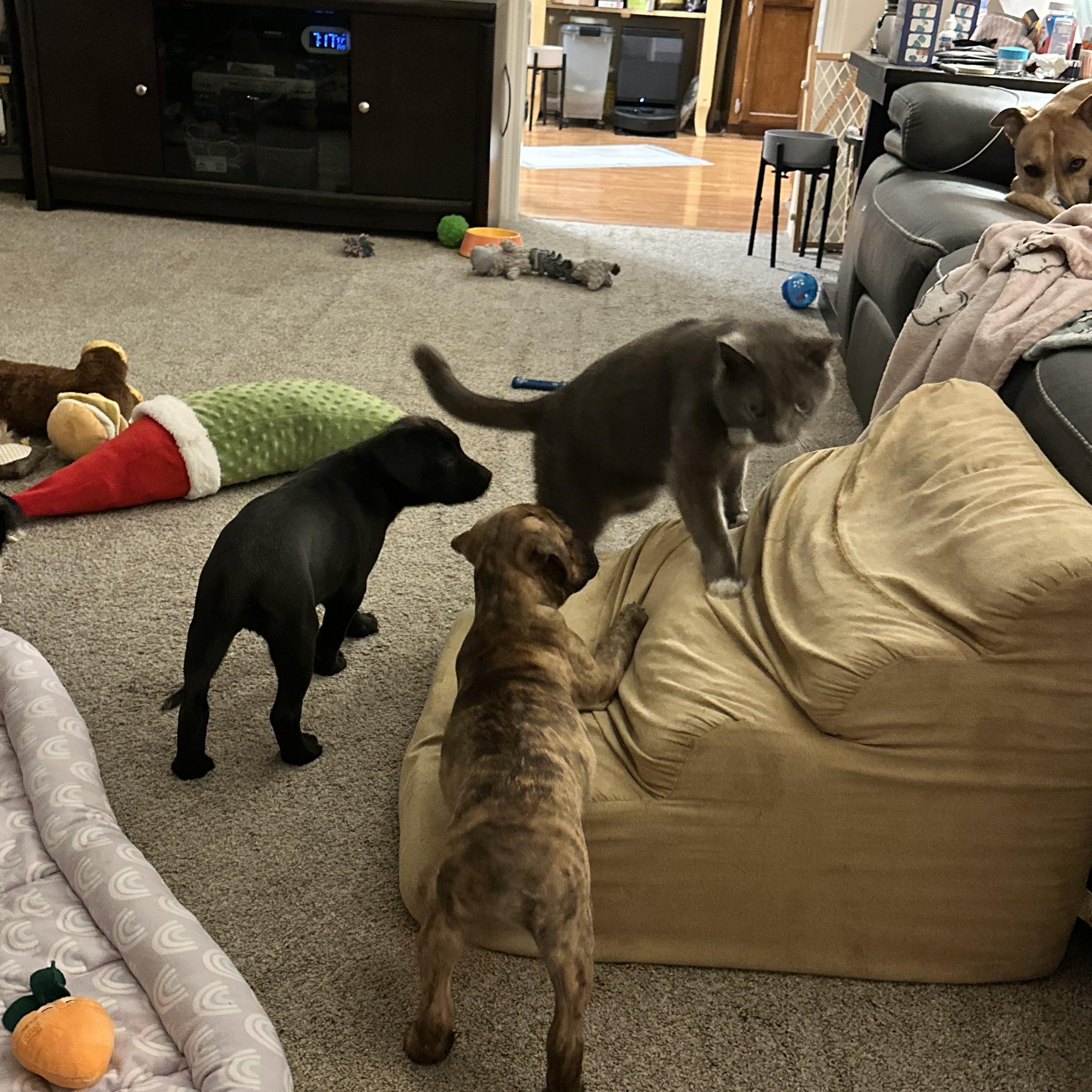 Enlarge Maple, a Adoptable mixed breed in Plantsville, CT image 4/6