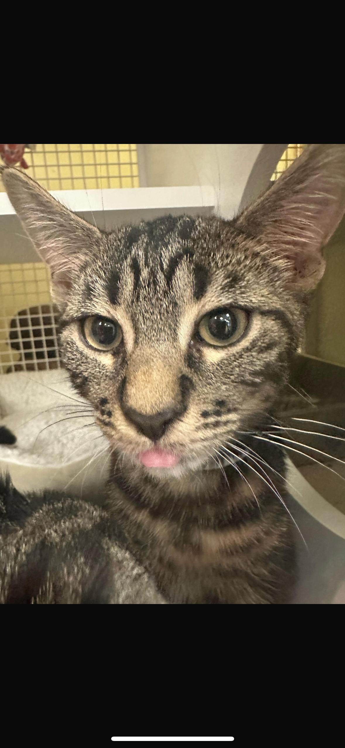 Lexi & Bentley, a Adopted American Shorthair in New York, NY image 4/4