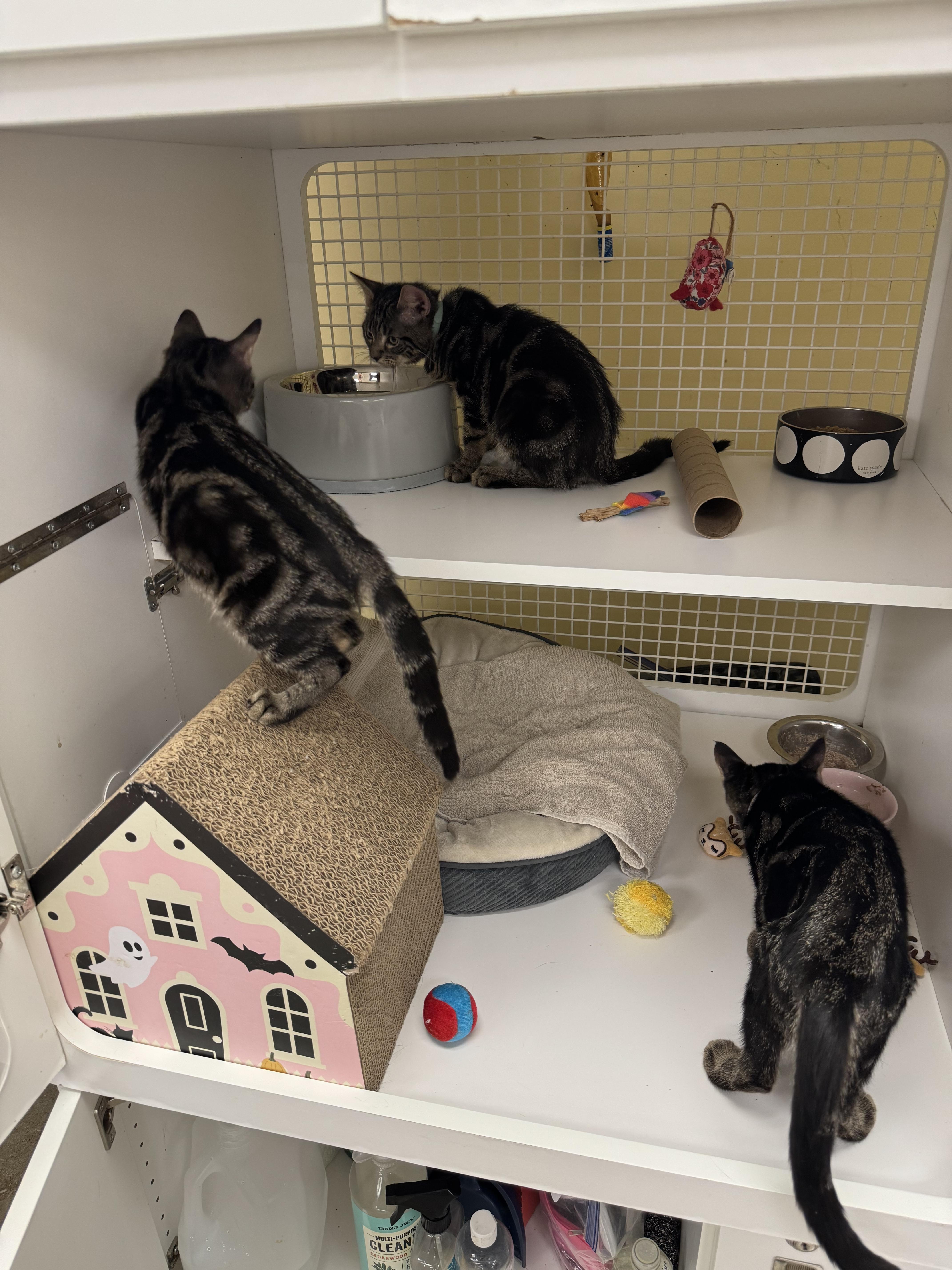 Lexi & Bentley, a Adopted American Shorthair in New York, NY image 2/4