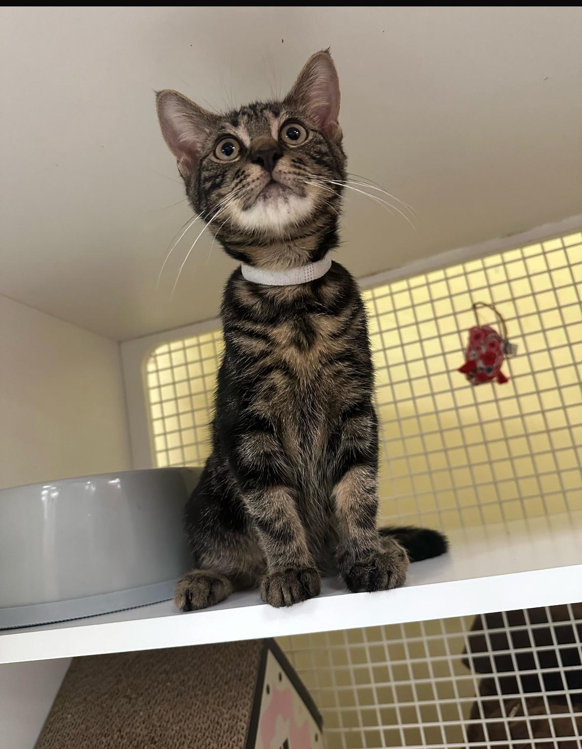 Lexi & Bentley, a Adopted American Shorthair in New York, NY image 3/4