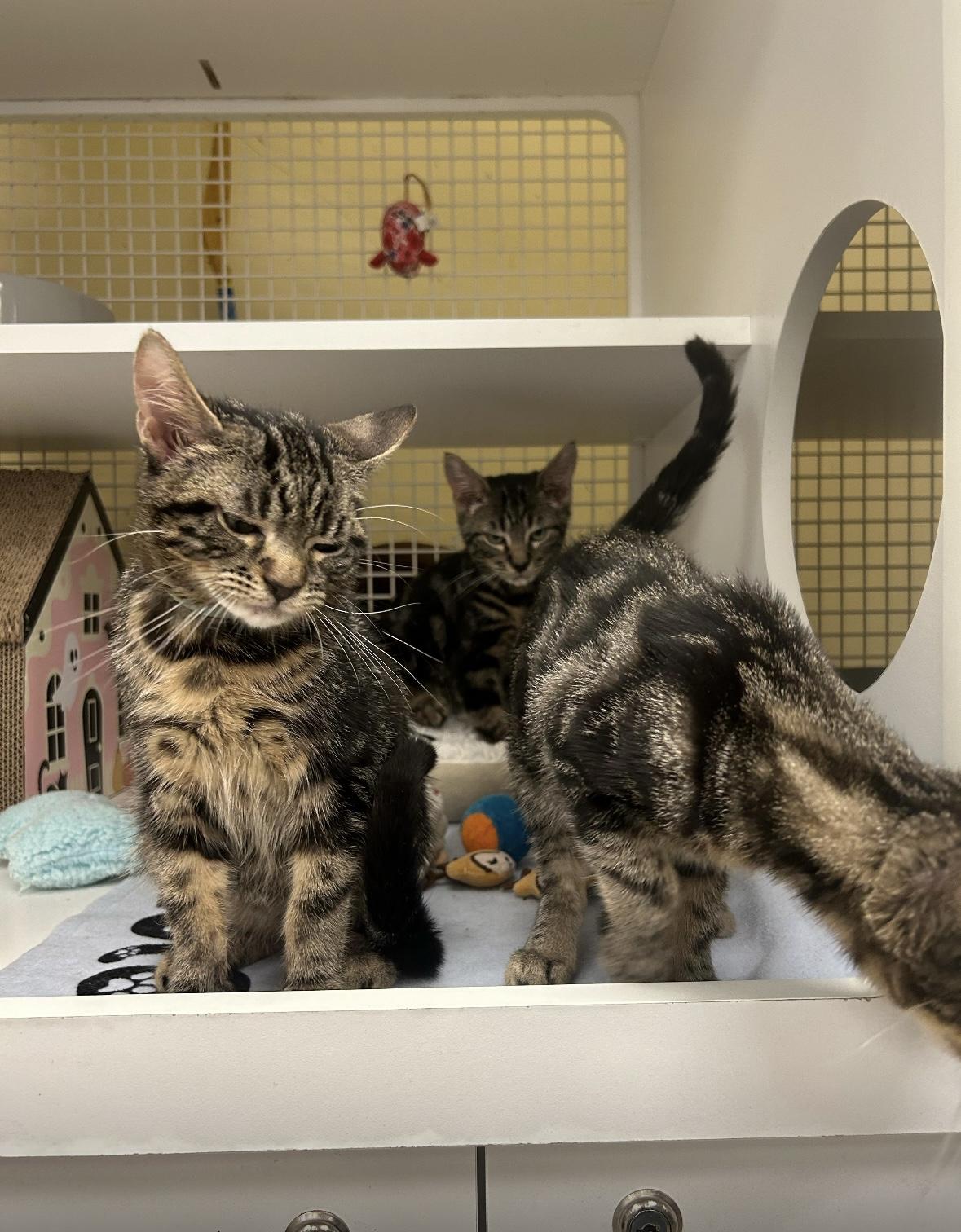 Lexi & Bentley, a Adopted American Shorthair in New York, NY image 1/4