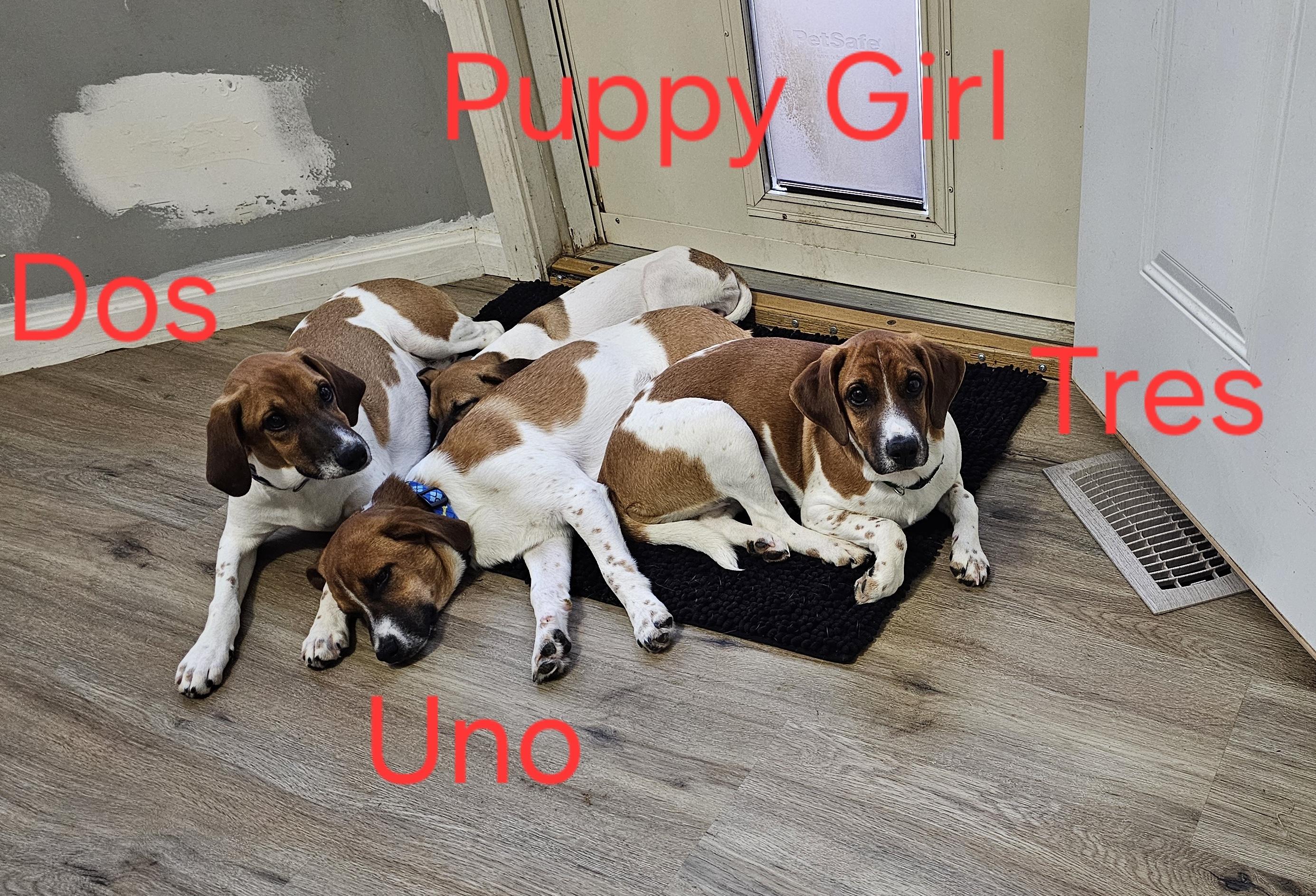 Enlarge Uno, a ADOPTABLE mixed breed in Aurora, IL image 4/4