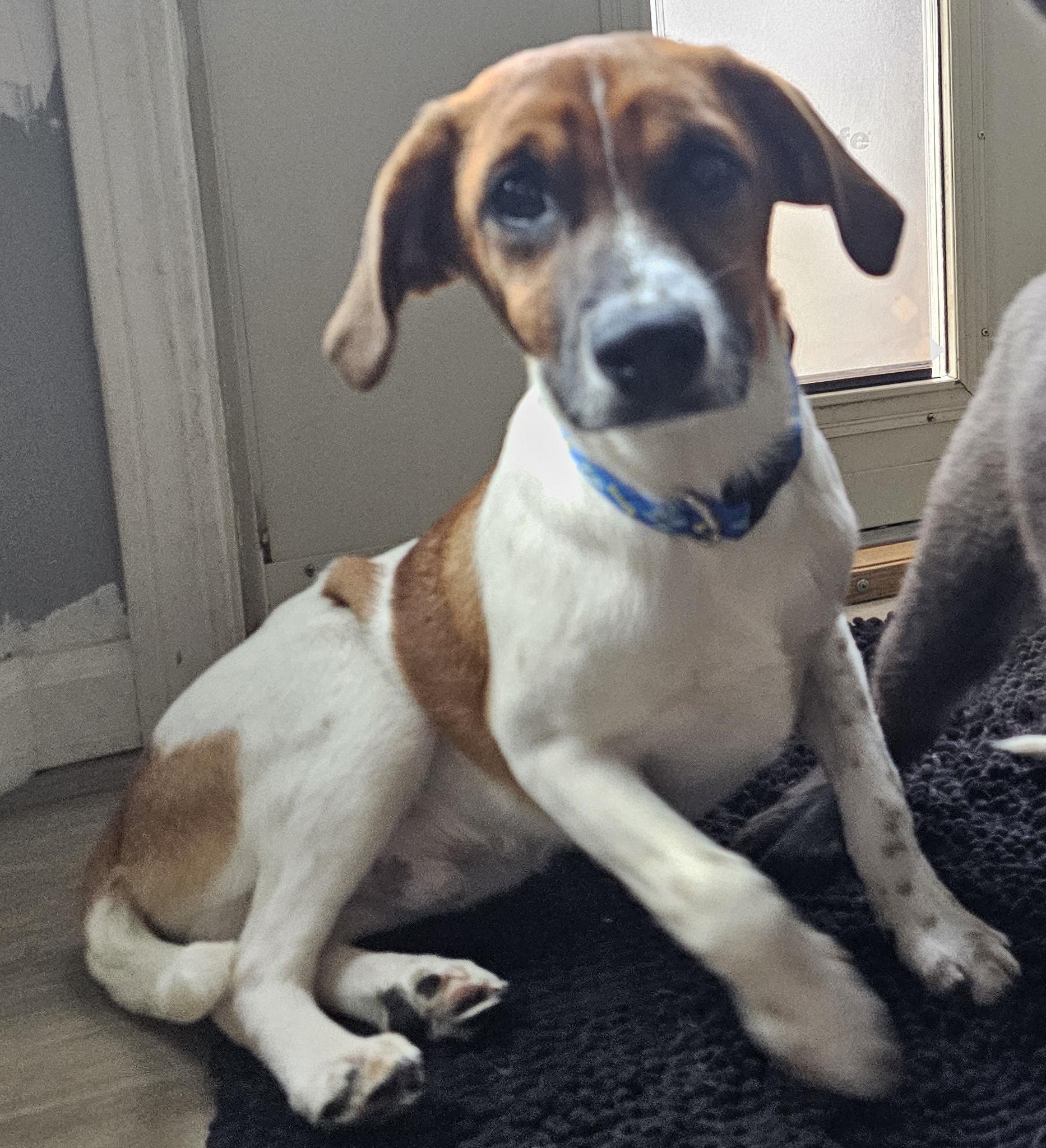 Uno, ADOPTABLE, Puppy Female Terrier.