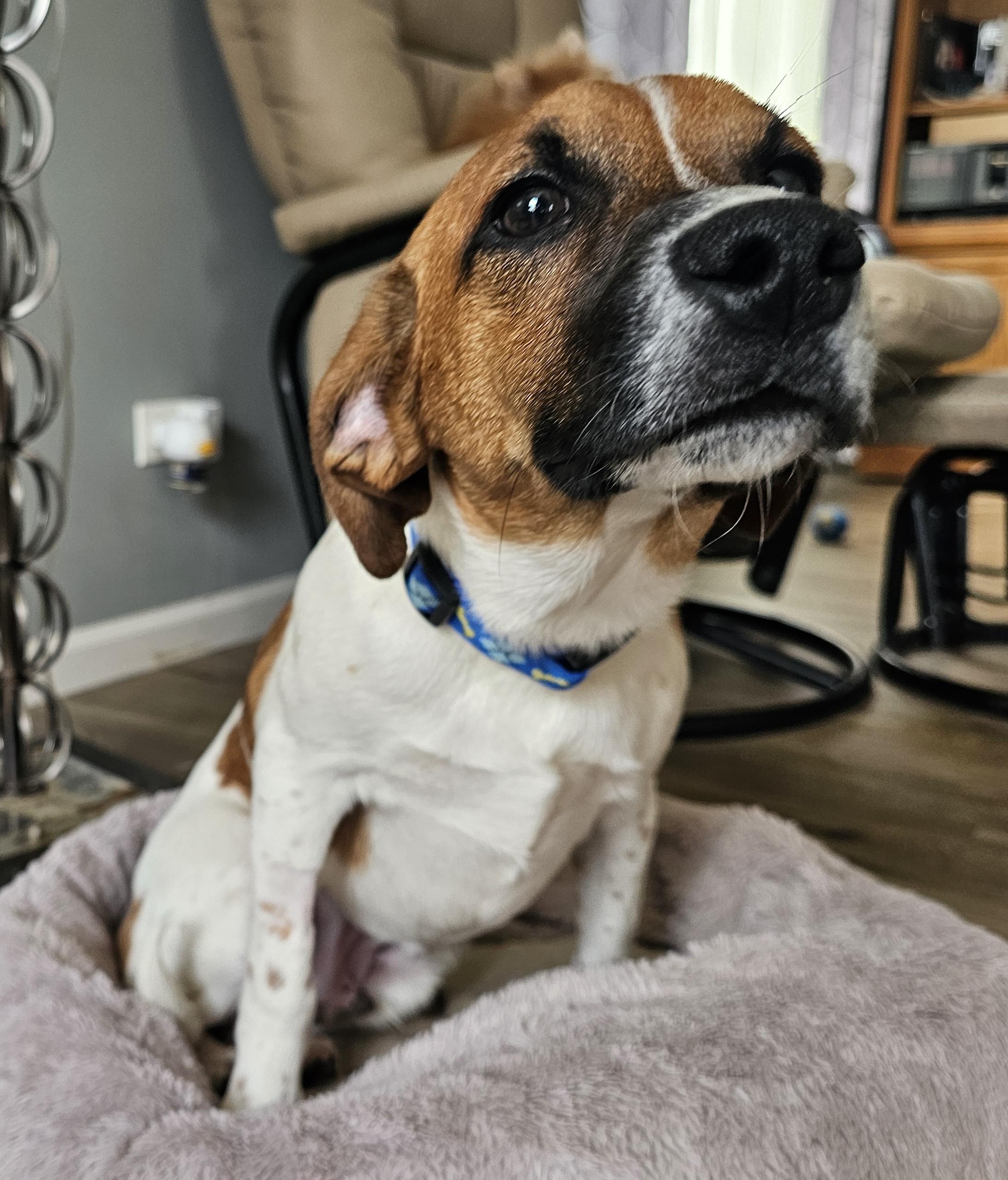 Enlarge Uno, a ADOPTABLE mixed breed in Aurora, IL image 3/4