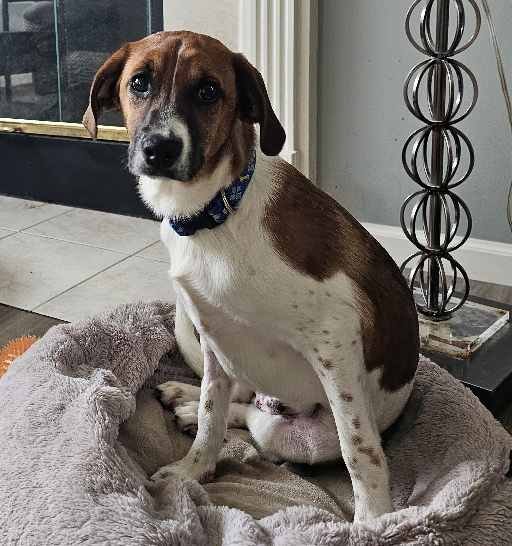 Enlarge Uno, a ADOPTABLE mixed breed in Aurora, IL image 2/4