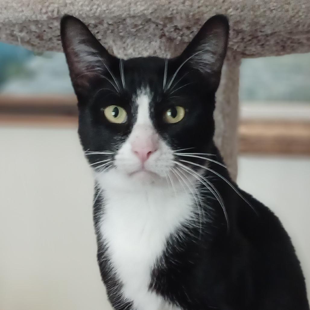 Hollis, a Adoptable Domestic Short Hair in Bulverde, TX image 1/5