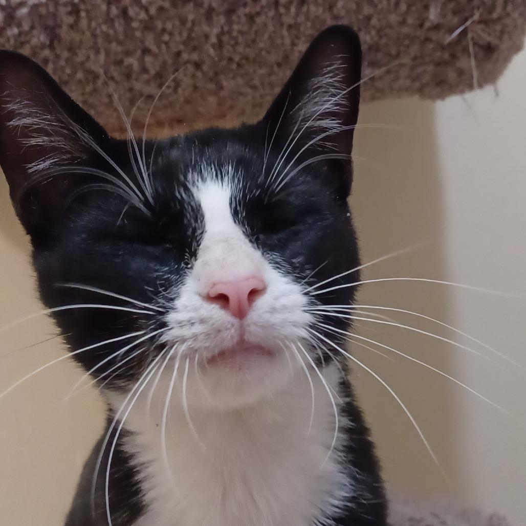 Hollis, a Adoptable Domestic Short Hair in Bulverde, TX image 2/5