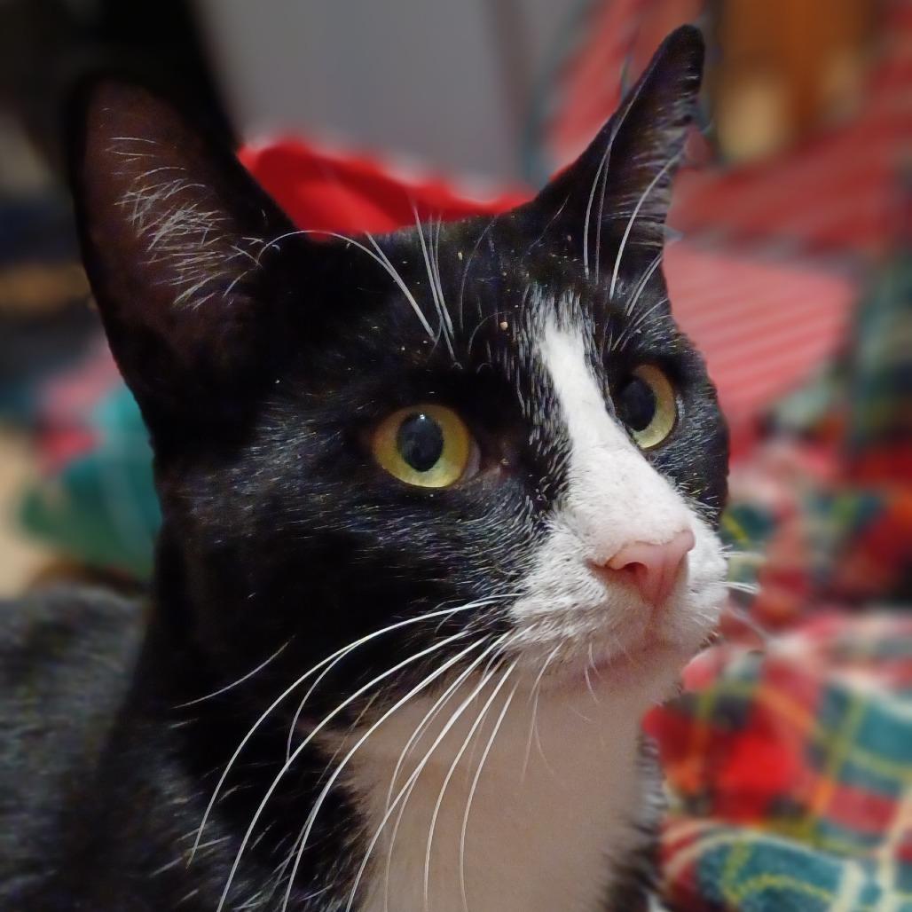 Hollis, a Adoptable Domestic Short Hair in Bulverde, TX image 3/5