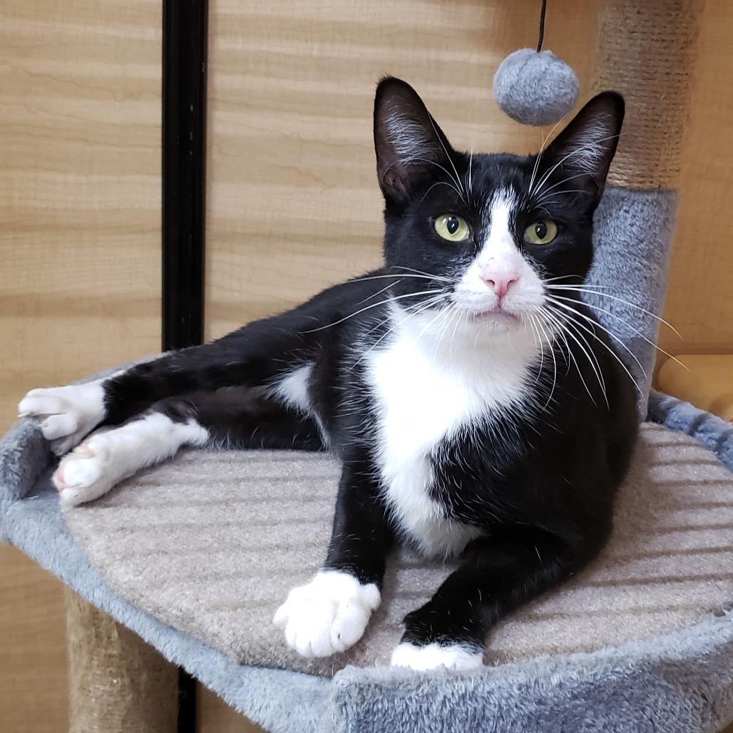 Hollis, a Adoptable Domestic Short Hair in Bulverde, TX image 4/5