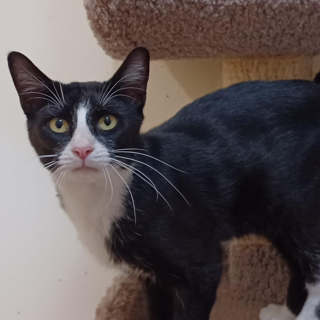 Hollis, a Adoptable Domestic Short Hair in Bulverde, TX image 5/5