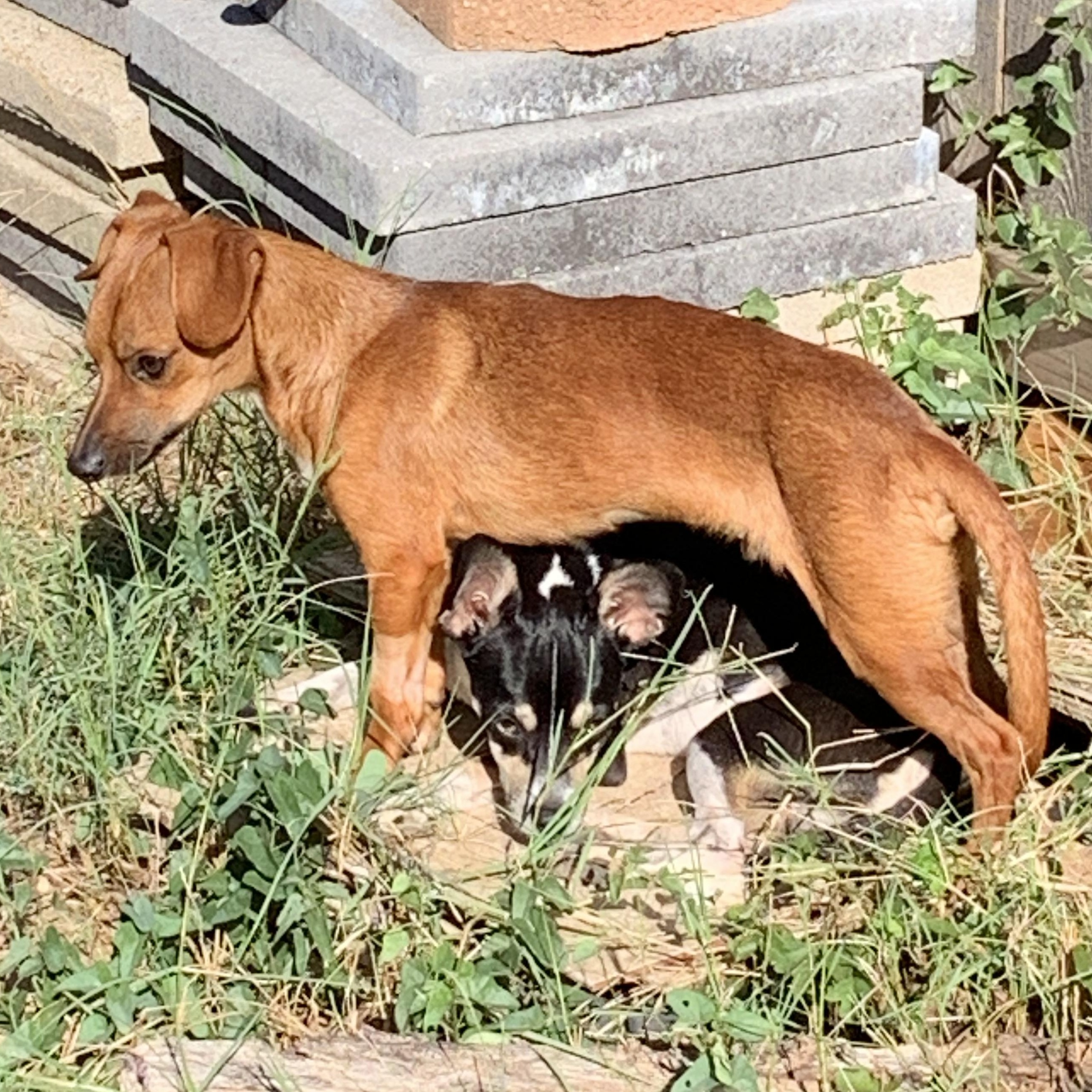 Bruno, Adoptable, Young Male Dachshund.