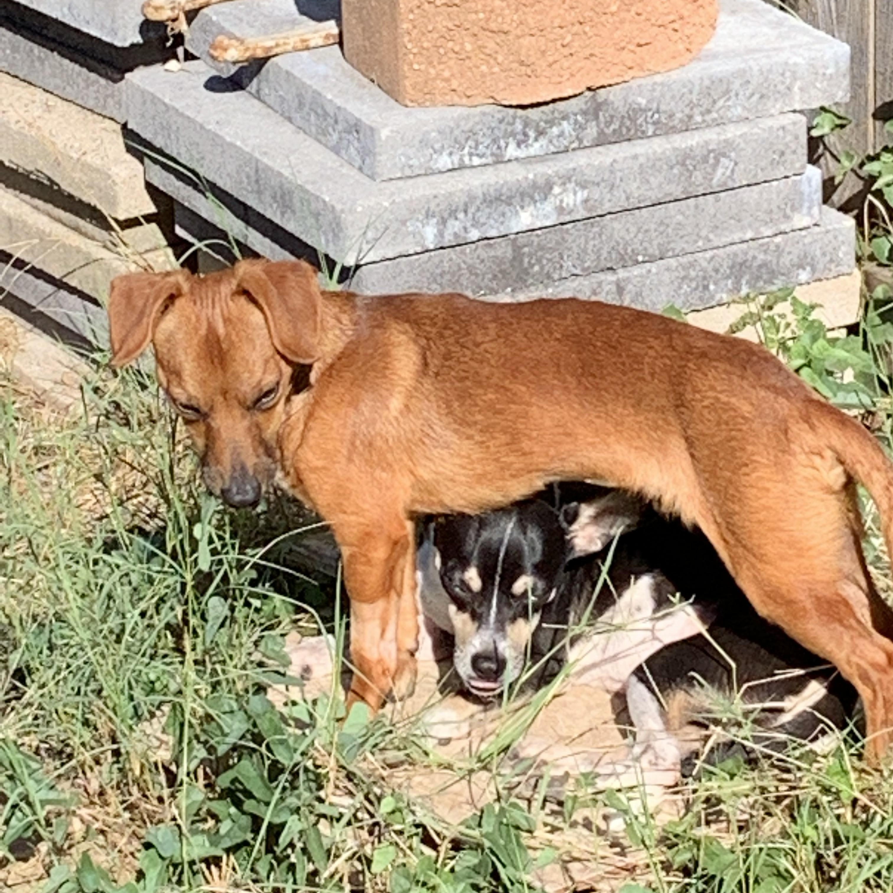 Bruno, a Adoptable mixed breed in Temple, TX image 2/5