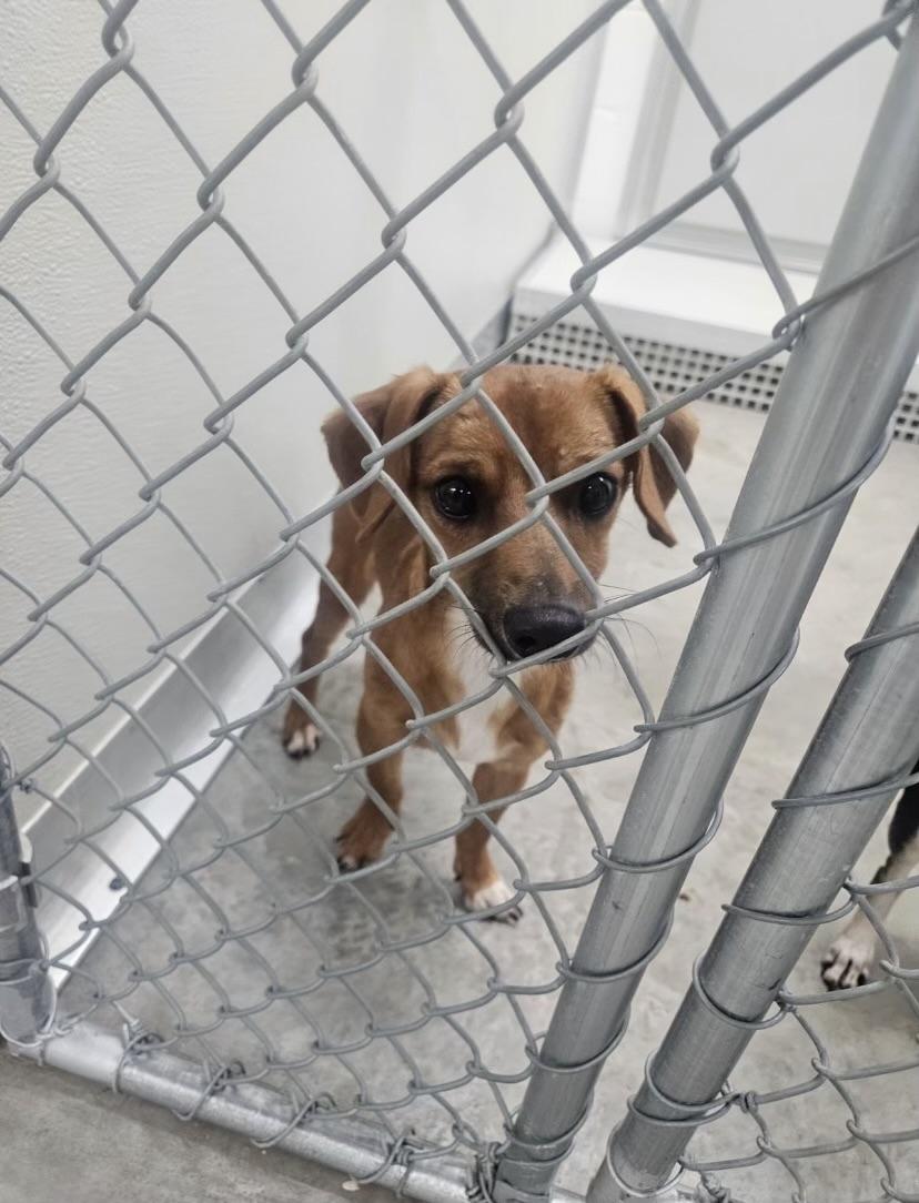 Bruno, a Adoptable mixed breed in Temple, TX image 4/5