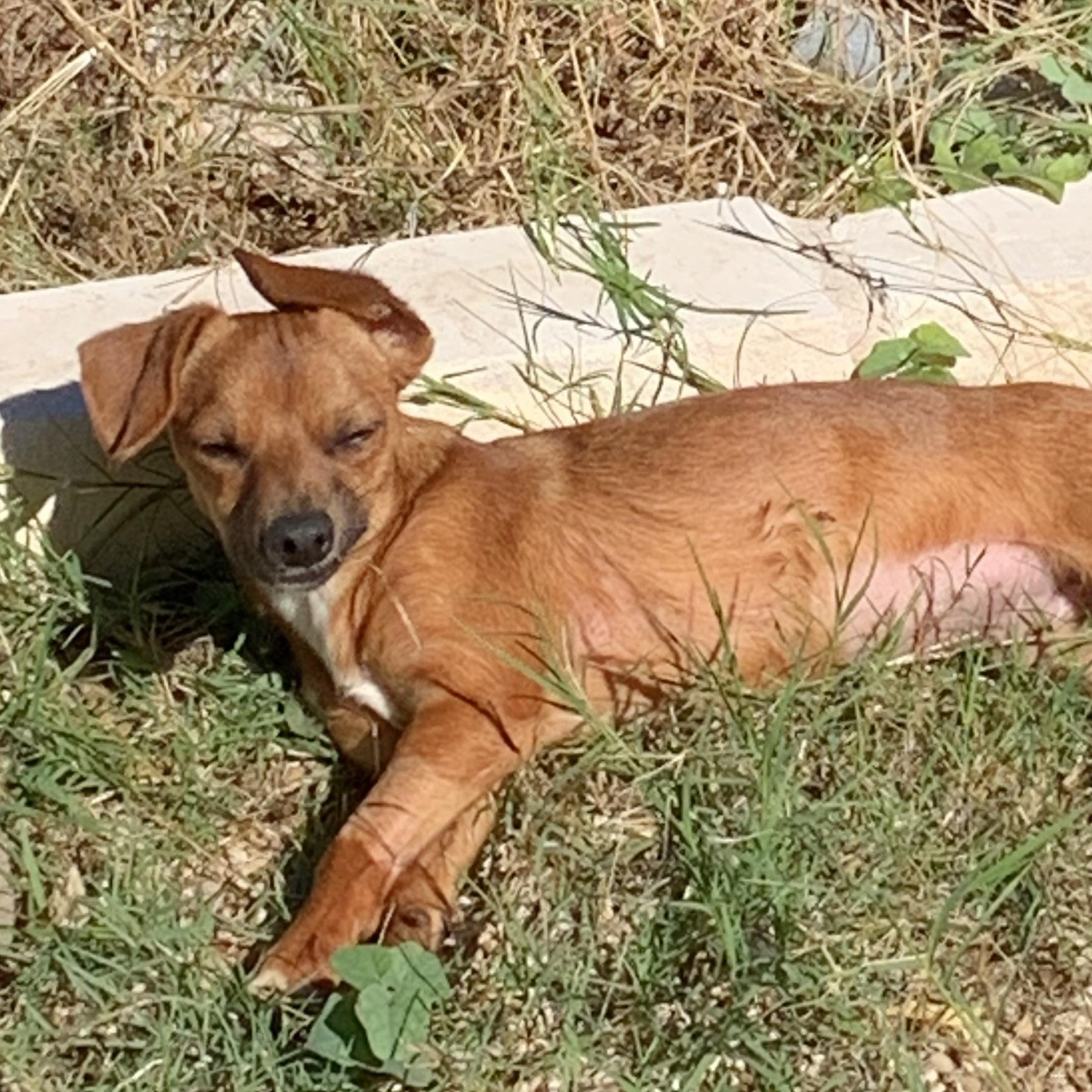 Bruno, a Adoptable mixed breed in Temple, TX image 5/5