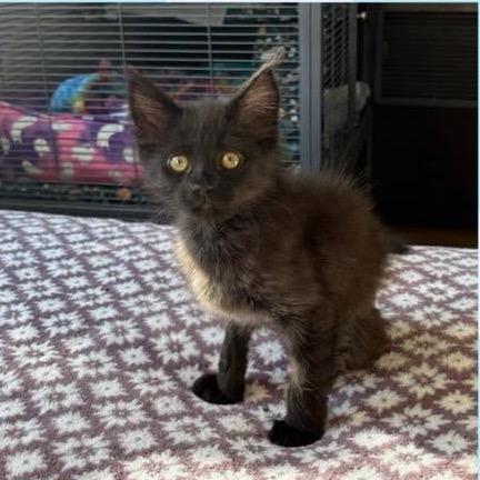 Enlarge Maverick, a Adoptable Domestic Short Hair in Orangevale, CA image 1/1