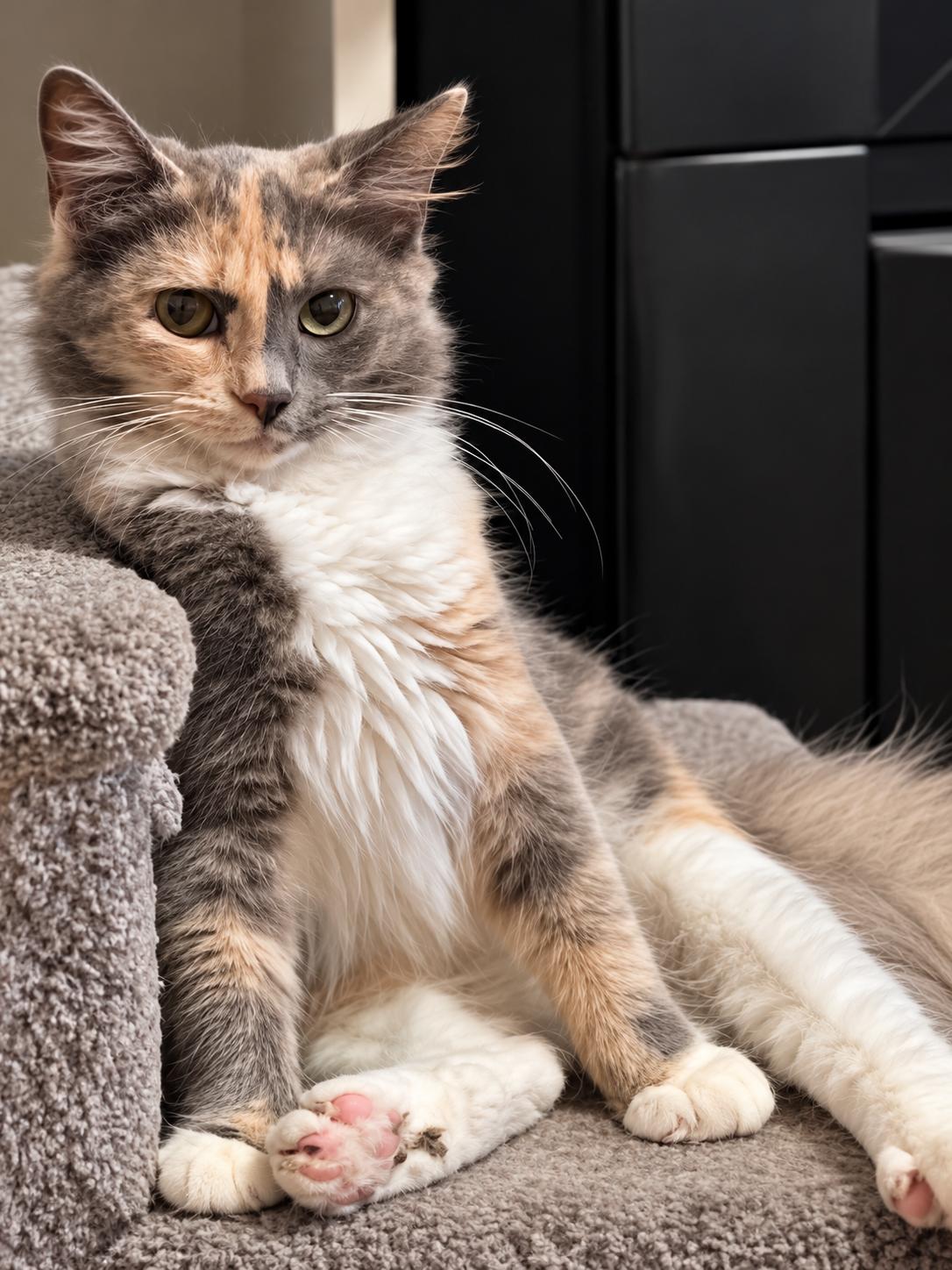 Enlarge Monica the mom -Walter and jolene(babies), a Adoptable Domestic Long Hair in Charlotte, NC image 3/5