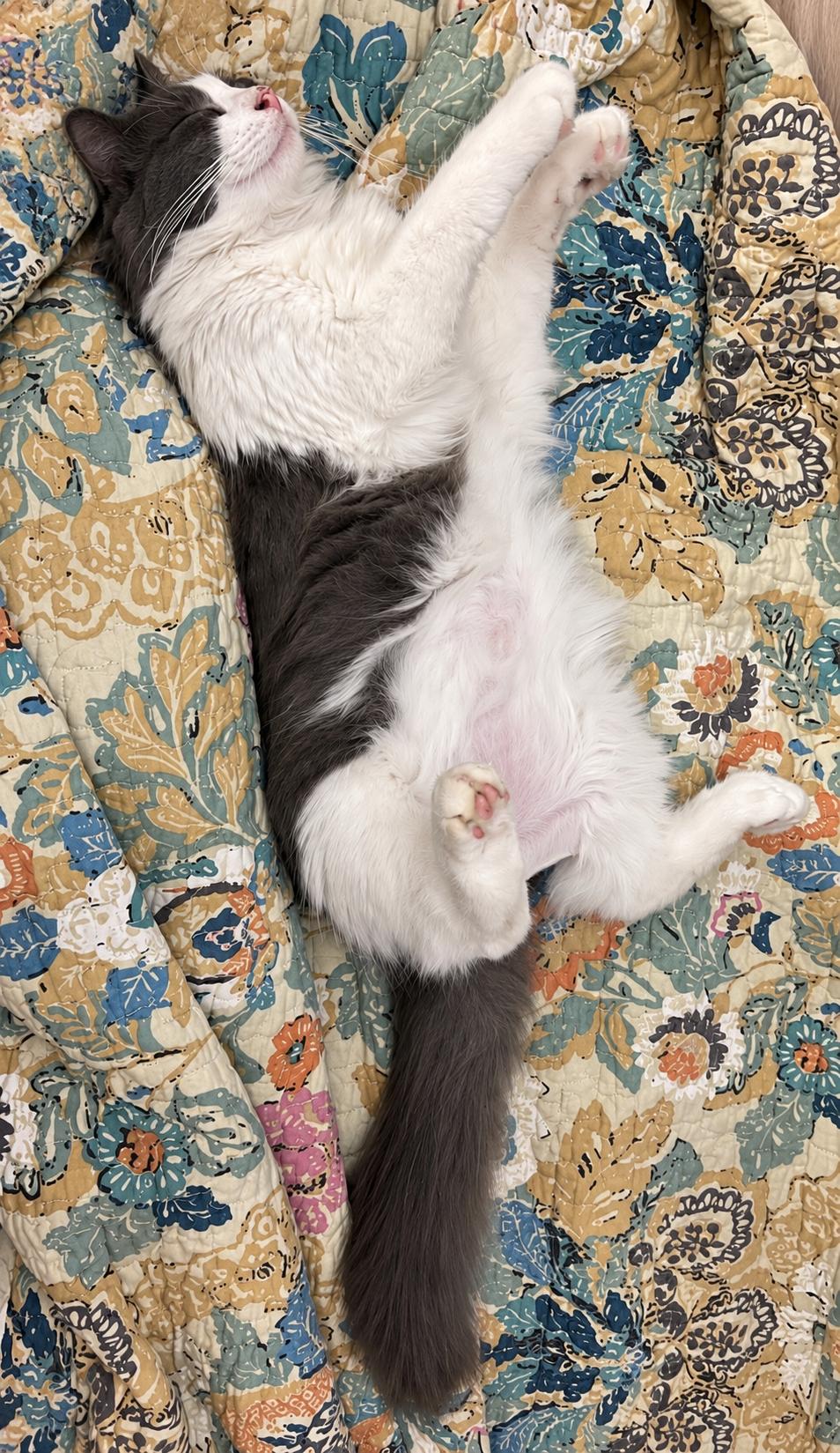 Enlarge Monica the mom -Walter and jolene(babies), a Adoptable Domestic Long Hair in Charlotte, NC image 2/5