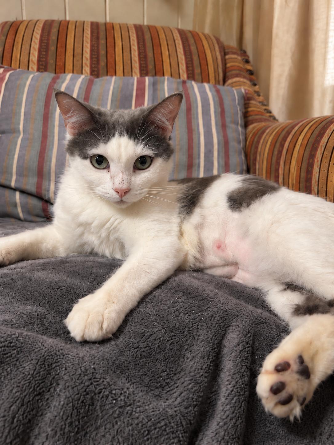 Enlarge Monica the mom -Walter and jolene(babies), a Adoptable Domestic Long Hair in Charlotte, NC image 5/5