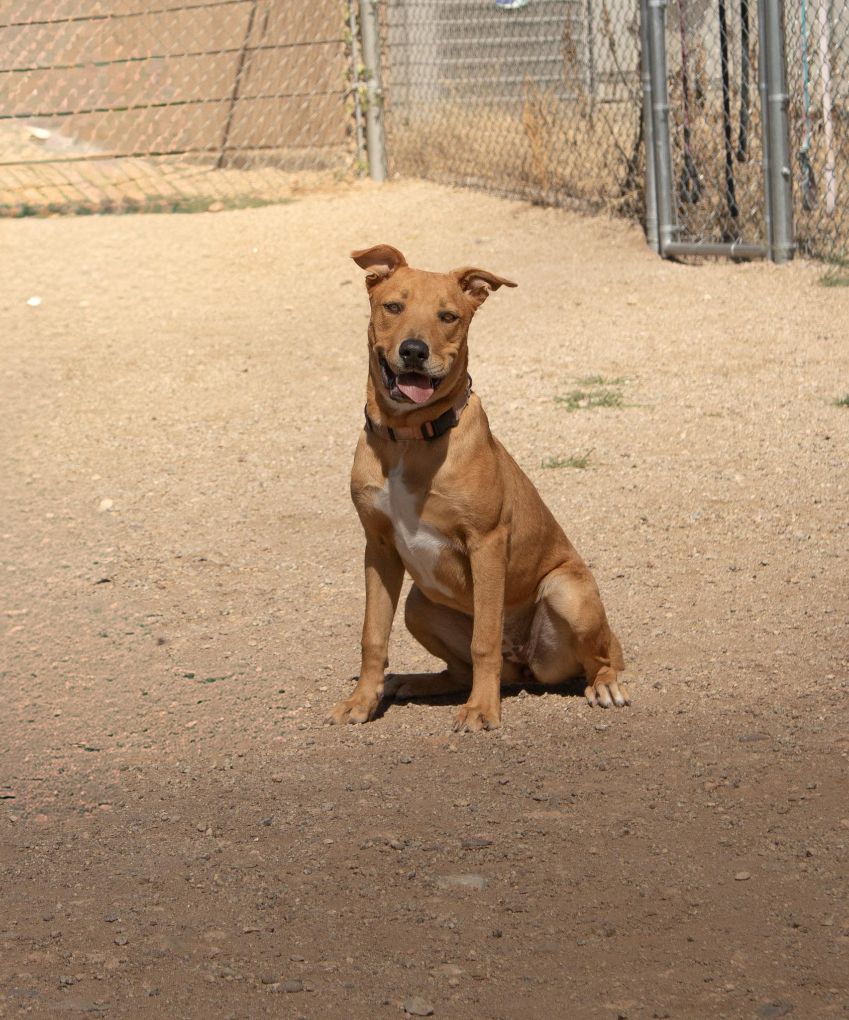 Chop, Adopted, Young Female Pit Bull Terrier & Shepherd.