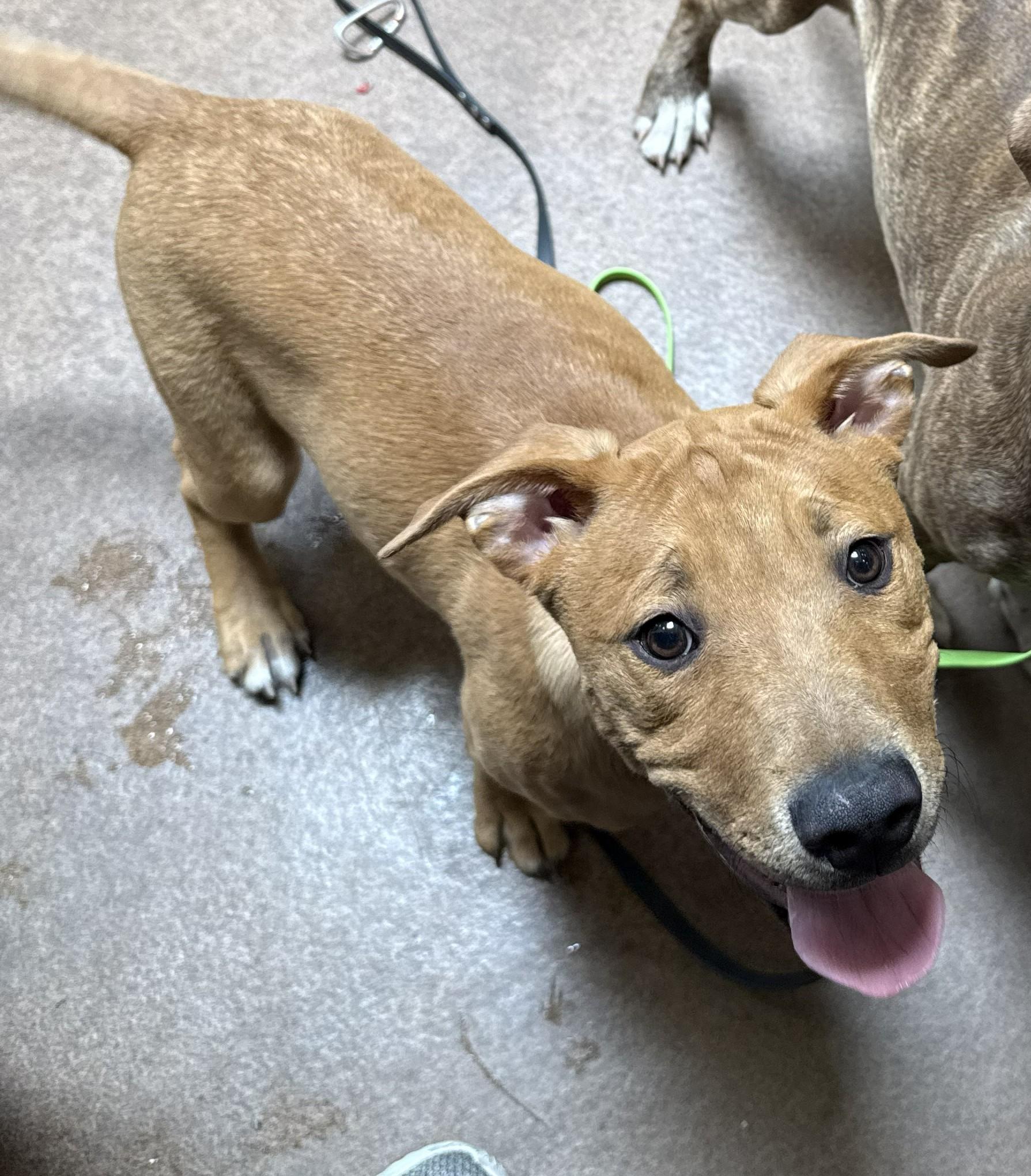 Enlarge Chop, a ADOPTABLE mixed breed in Sierra Vista, AZ image 1/1