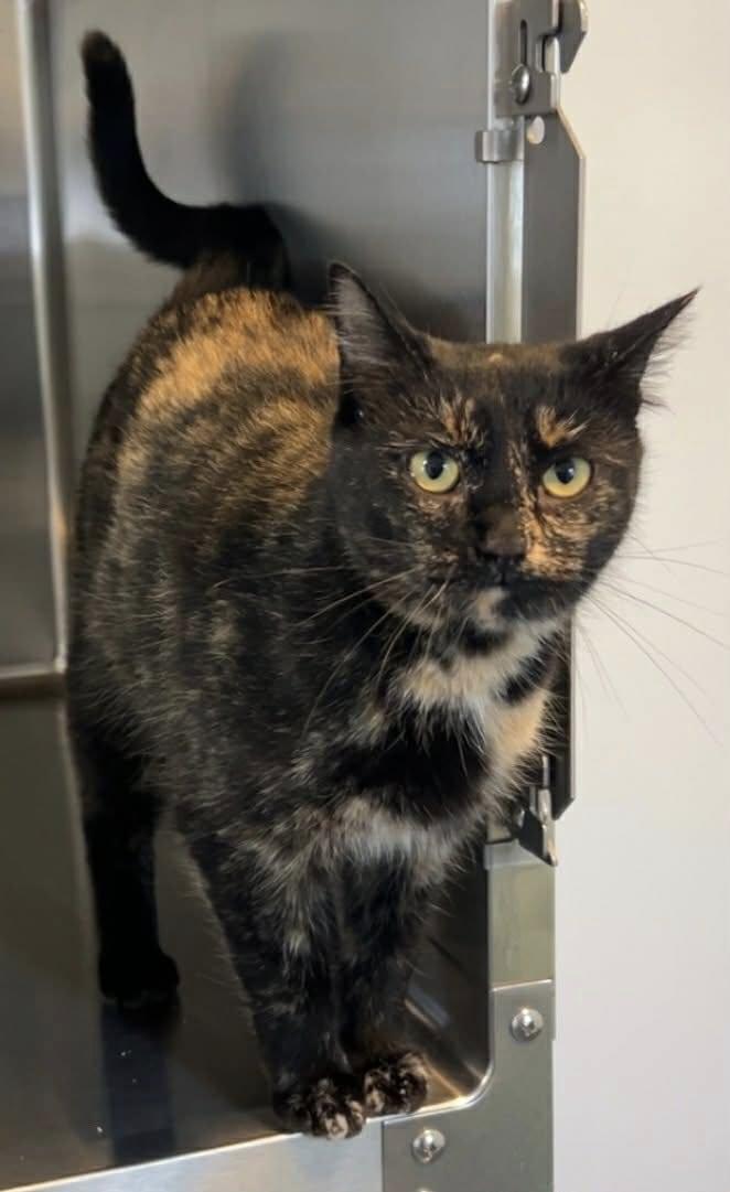 Lotus, ADOPTABLE, Adult Female Domestic Short Hair.