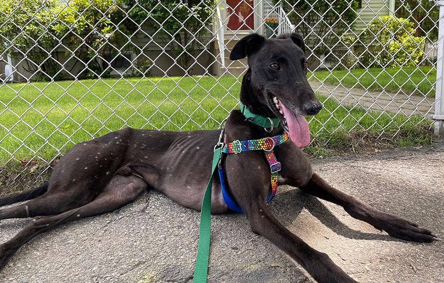 Cash, ADOPTABLE, Adult Male Greyhound.