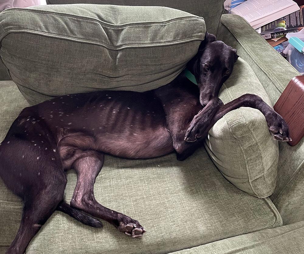 Enlarge Cash, a ADOPTABLE Greyhound in Ware, MA image 3/3