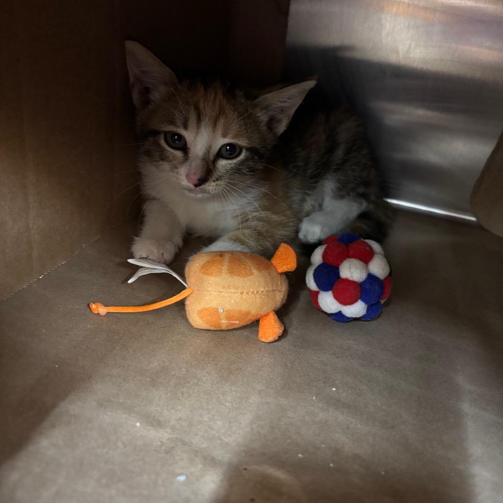 Miss Frizzle, Adoptable, Kitten Female Domestic Short Hair.