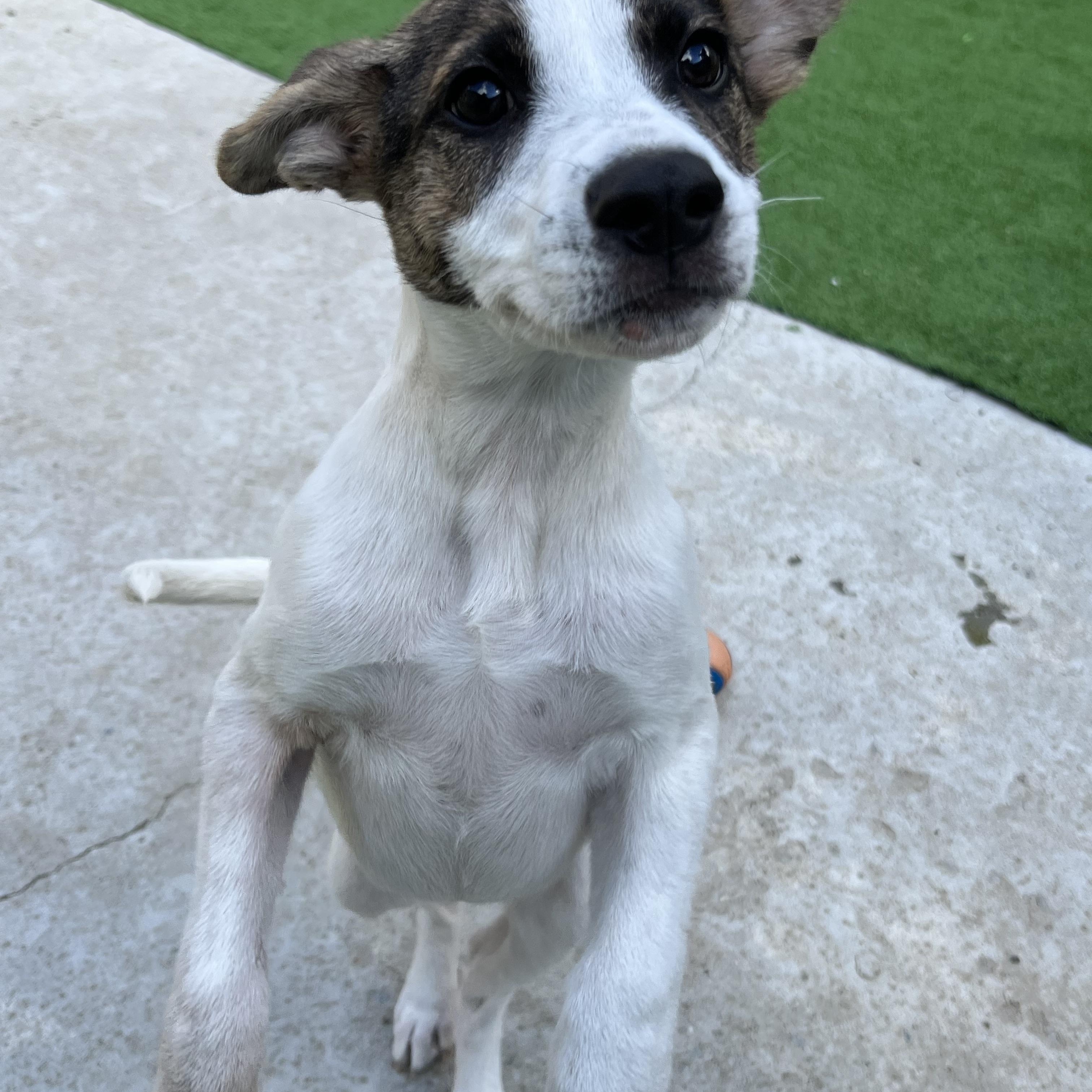 Shore, an adoptable Mixed Breed in Bowdoin, ME image 1/5