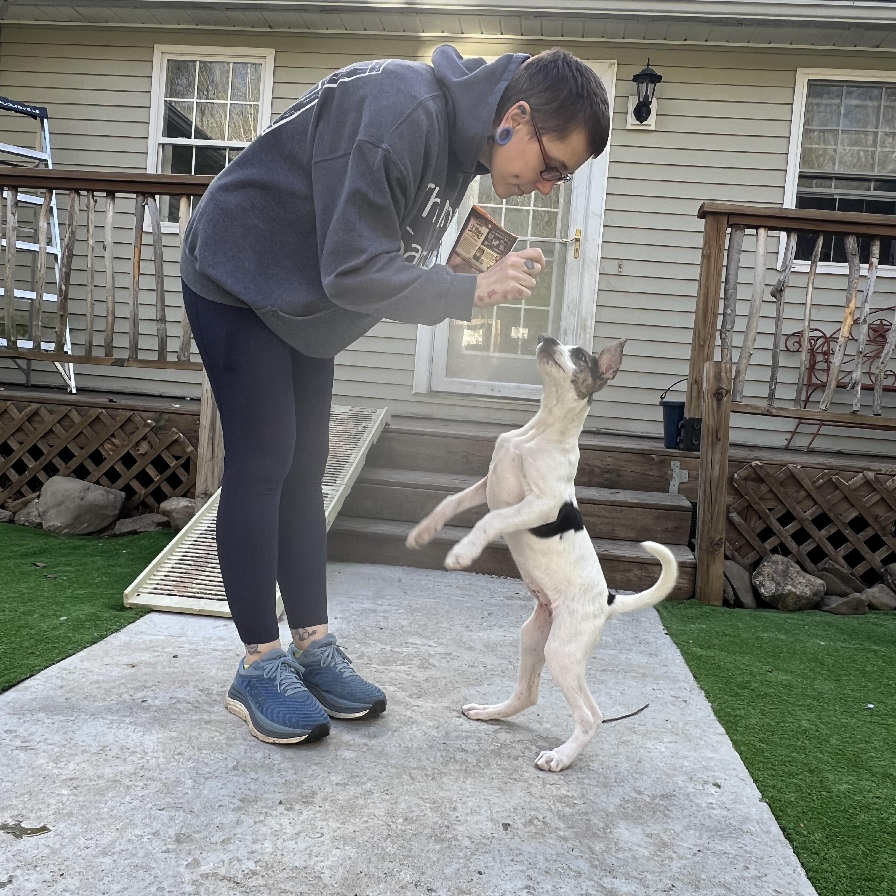 Shore, an adoptable Mixed Breed in Bowdoin, ME image 3/5