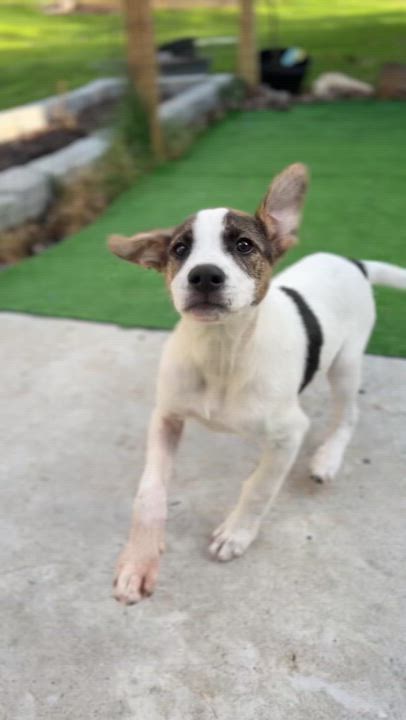 Enlarge Shore, an adoptable Mixed Breed in Bowdoin, ME video 5/5