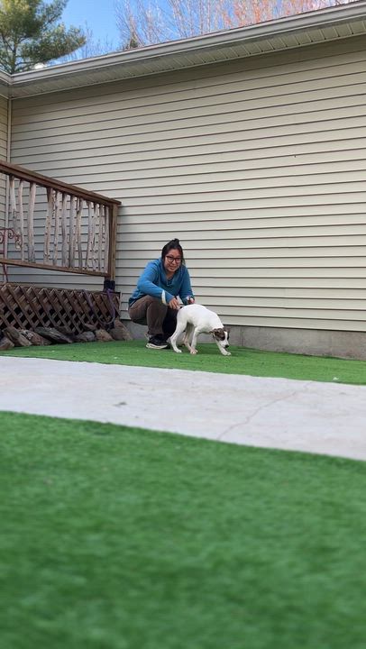 Enlarge Shore, an adoptable Mixed Breed in Bowdoin, ME video 2/5