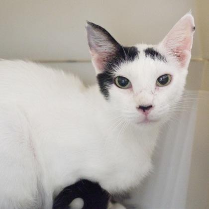 Australia, Adoptable, Young Female Domestic Short Hair & Domestic Short Hair.