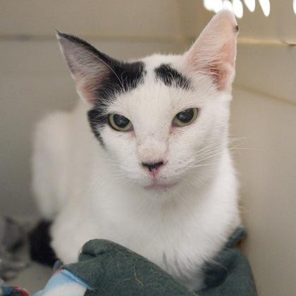 Enlarge Australia, a Adoptable mixed breed in Verona, WI image 2/3