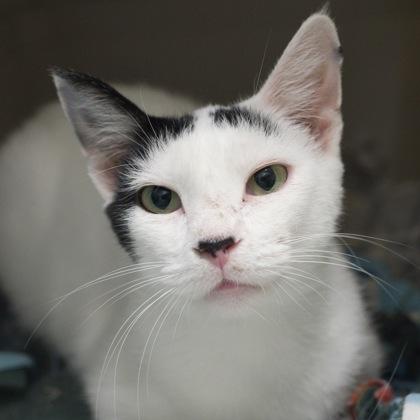 Enlarge Australia, a Adoptable mixed breed in Verona, WI image 3/3