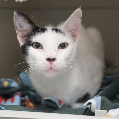 Australia, a Adoptable mixed breed in Verona, WI image 3/3