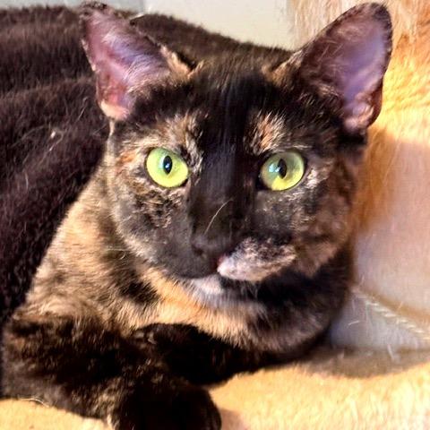 Callie, Adoptable, Adult Female Domestic Short Hair.