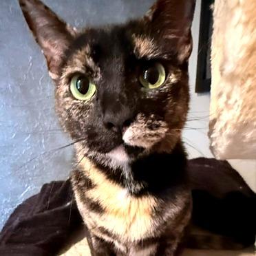 Enlarge Callie, a Adoptable Domestic Short Hair in Green Bay, WI image 2/6