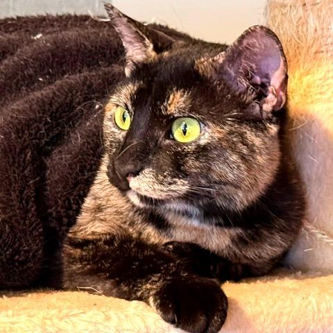 Enlarge Callie, a Adoptable Domestic Short Hair in Green Bay, WI image 3/6
