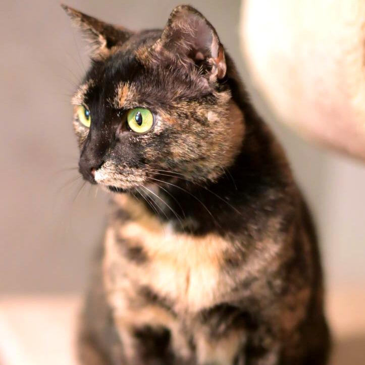 Enlarge Callie, a Adoptable Domestic Short Hair in Green Bay, WI image 4/6