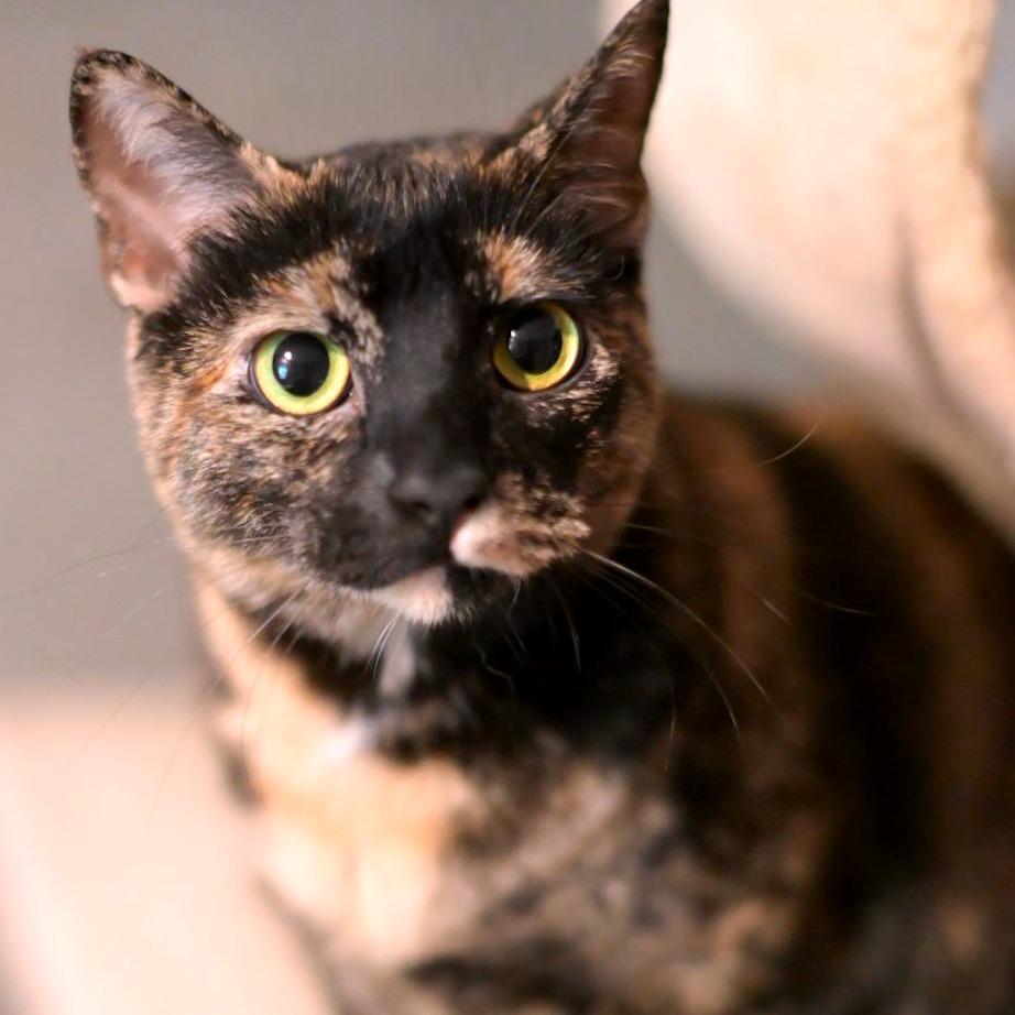 Enlarge Callie, a Adoptable Domestic Short Hair in Green Bay, WI image 5/6