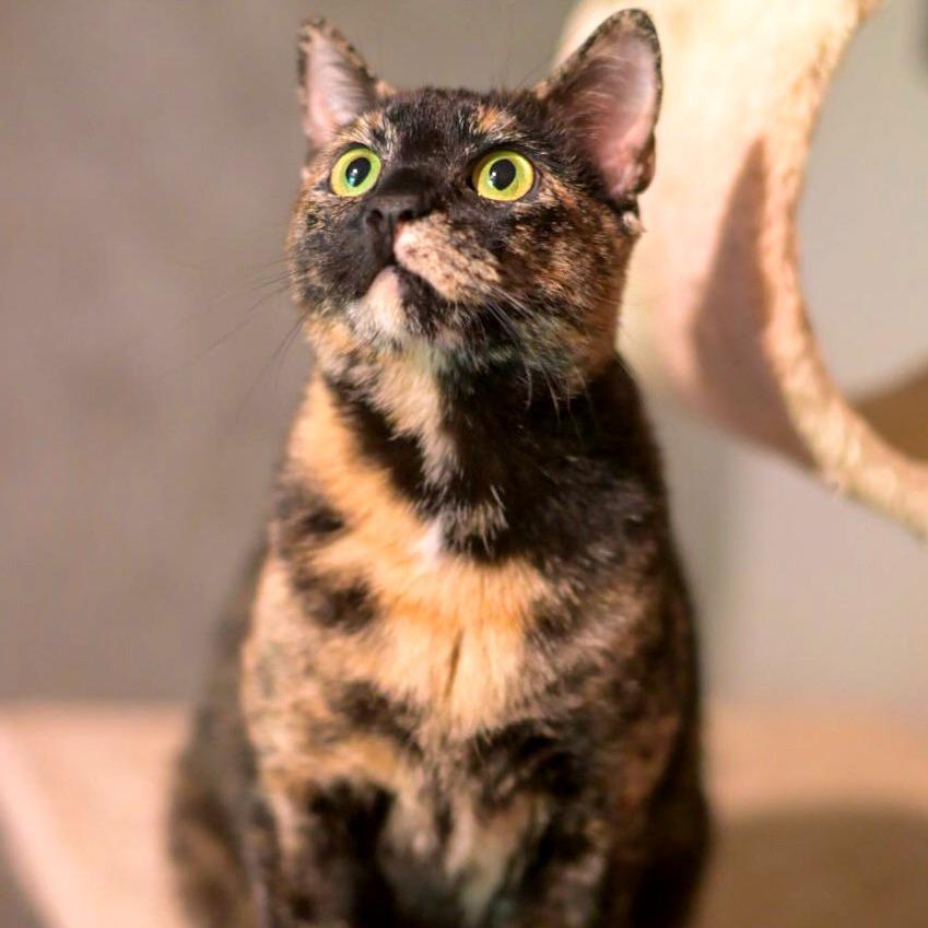 Enlarge Callie, a Adoptable Domestic Short Hair in Green Bay, WI image 6/6