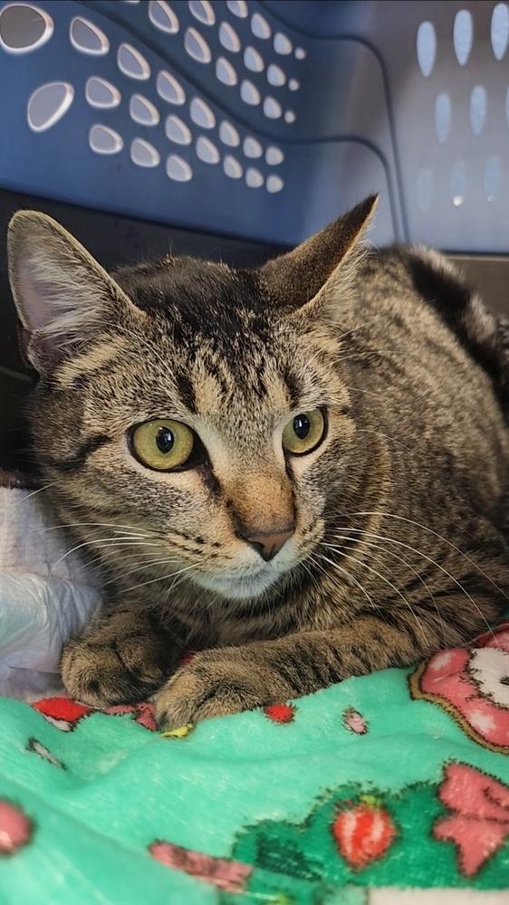 Mighty Mouse, Adoptable, Kitten Male Tabby & Exotic Shorthair.