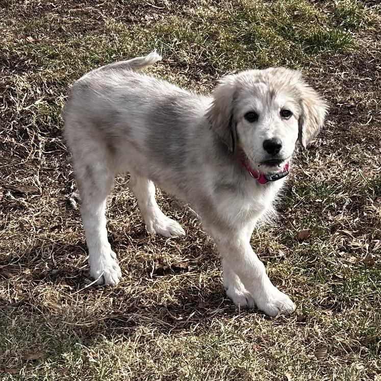 Rita, Adoptable, Puppy Female Great Pyrenees & Mixed Breed.