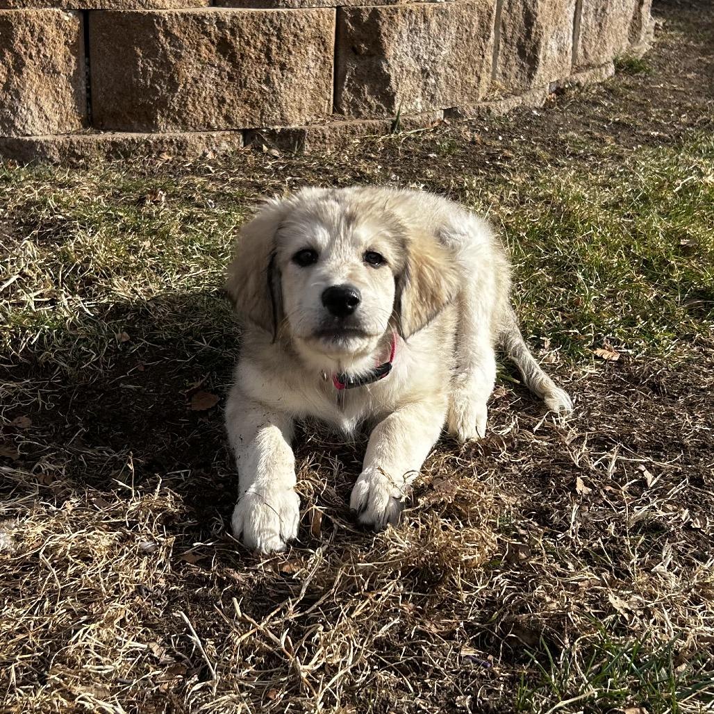 Enlarge Rita, a Adoptable mixed breed in Wichita, KS image 2/5