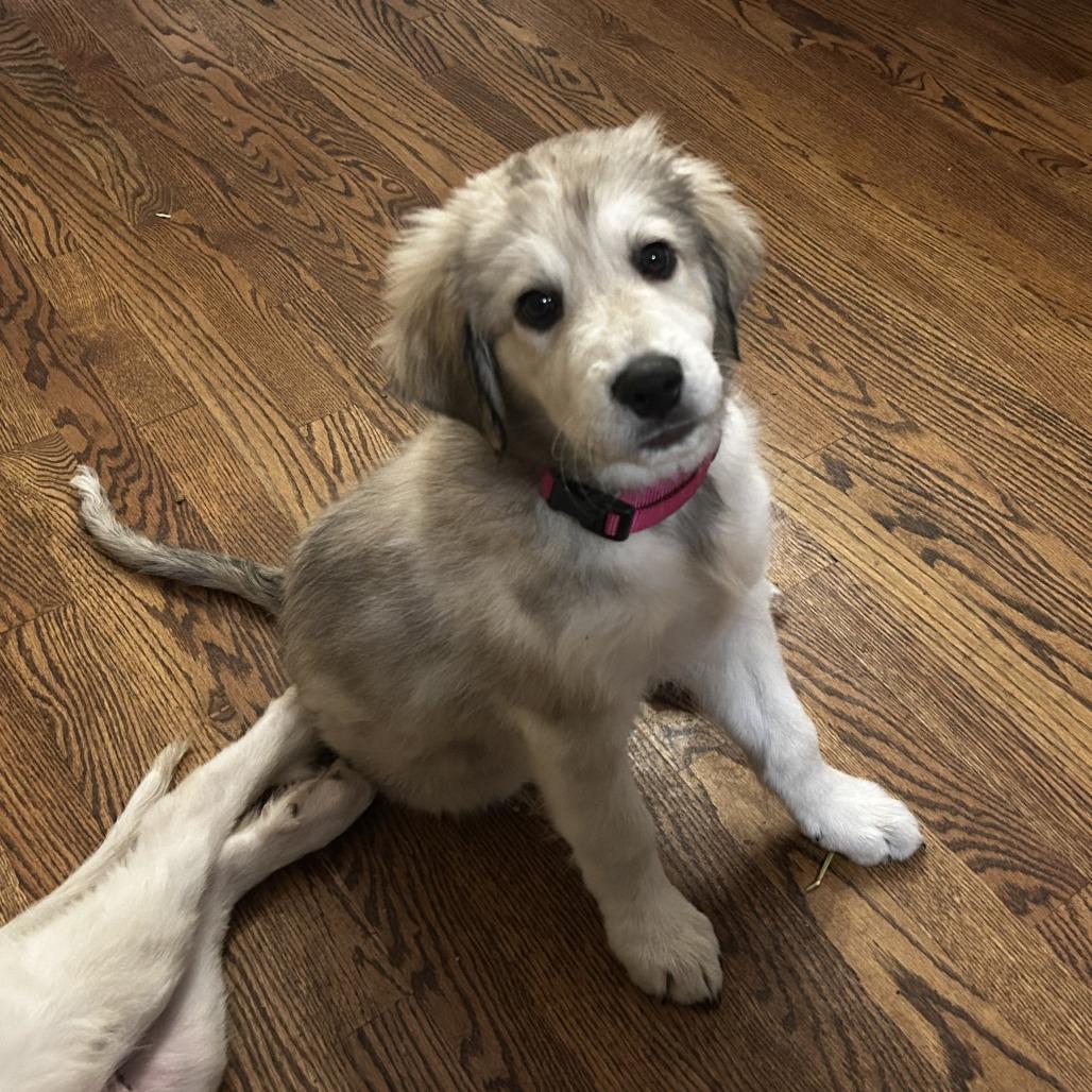 Enlarge Rita, a Adoptable mixed breed in Wichita, KS image 3/5