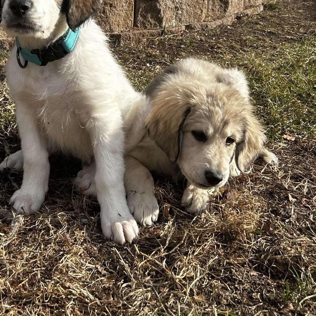 Enlarge Rita, a Adoptable mixed breed in Wichita, KS image 4/5