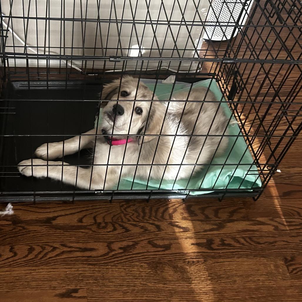 Enlarge Rita, a Adoptable mixed breed in Wichita, KS image 5/5