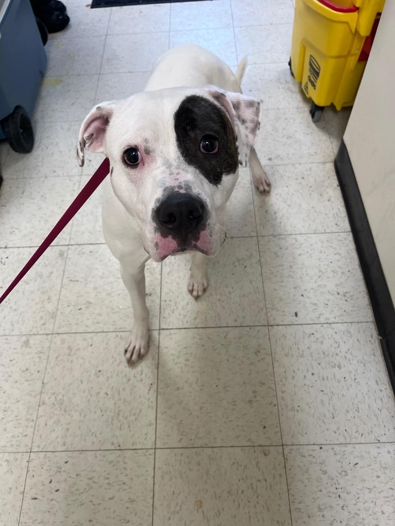 George, Adoptable, Young Male Mixed Breed.